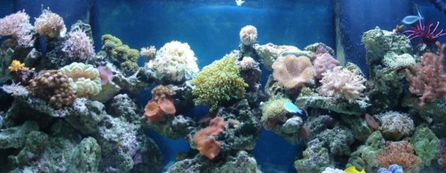 Aquarium image (masthead)