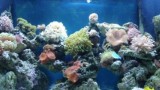 Aquarium image (masthead)