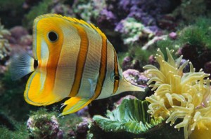 Tropical fish image